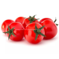 Lycopene natural tomato extract